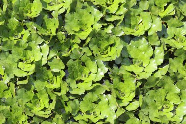 Gölette su kestanesi. Su kestanesinin yeşil yaprakları, doğal arka plan. Yoğun büyüyen su bitkileri. Üst Manzara. Durgun ve yavaş akan sularda yetişen bir bitki. Yeşil doğal arkaplan