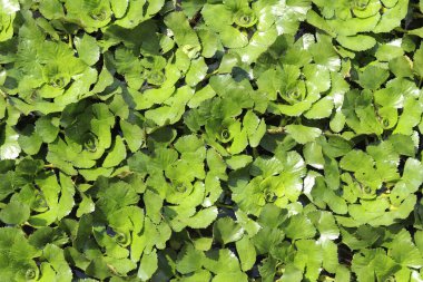 Gölette su kestanesi. Su kestanesinin yeşil yaprakları, doğal arka plan. Yoğun büyüyen su bitkileri. Üst Manzara. Durgun ve yavaş akan sularda yetişen bir bitki. Yeşil doğal arkaplan