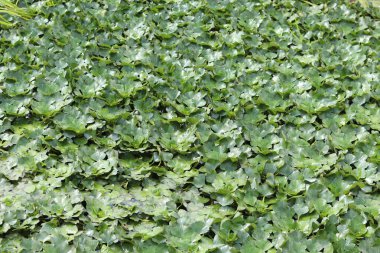 Gölette su kestanesi. Su kestanesinin yeşil yaprakları, doğal arka plan. Yoğun büyüyen su bitkileri. Üst Manzara. Durgun ve yavaş akan sularda yetişen bir bitki. Yeşil doğal arkaplan