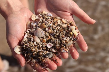 Bir avuç kabuk ve deniz kumu tutan kadın ellerinin yakın çekimi. Denizde tatil, deniz kenarında tatil. Elinde deniz kabukları tutan bir kız. Eller deniz dalgalarının arka planında. Plaj