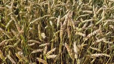 Buğday tarlasına yakın çekim. Tarım. Doğal arka plan. Çiftçi tarlasında buğday yetiştiriyorum. Buğday dalları rüzgarda yavaşça sallanıyor.