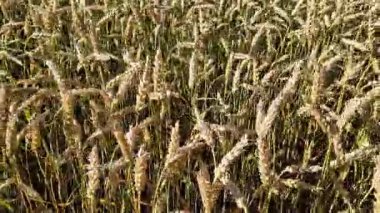 Buğday tarlasına yakın çekim. Tarım. Doğal arka plan. Çiftçi tarlasında buğday yetiştiriyorum. Buğday dalları rüzgarda yavaşça sallanıyor.