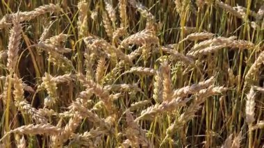 Buğday tarlasına yakın çekim. Tarım. Doğal arka plan. Çiftçi tarlasında buğday yetiştiriyorum. Buğday dalları rüzgarda yavaşça sallanıyor.