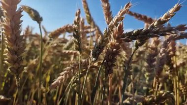Buğday tarlasına yakın çekim. Tarım. Doğal arka plan. Çiftçi tarlasında buğday yetiştiriyorum. Buğday dalları rüzgarda yavaşça sallanıyor.