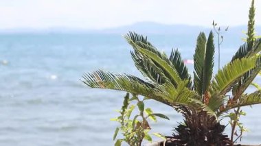 Denizin arka planında palmiye yaprakları, tatil köyünde tatil. Yeşil palmiye yapraklarının arasından deniz manzarası. Plaj tatili Doğal arkaplan