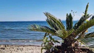 Denizin arka planında palmiye yaprakları, tatil köyünde tatil. Yeşil palmiye yapraklarının arasından deniz manzarası. Plaj tatili Doğal arkaplan