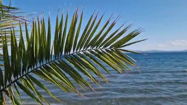 Denizin arka planında palmiye yaprakları, tatil köyünde tatil. Yeşil palmiye yapraklarının arasından deniz manzarası. Plaj tatili Doğal arkaplan