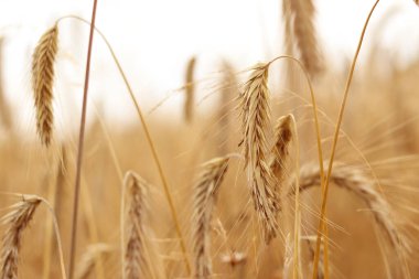 Çavdar kulağı yakın plan. Tarım kavramı. Seçici odaklı çavdar viskisi. Hasat konsepti. Tarım ürünleri tarlası. Çavdar kulağı yakın plan. Doğal arkaplan