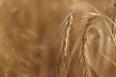 Çavdar kulağı yakın plan. Tarım kavramı. Seçici odaklı çavdar viskisi. Hasat konsepti. Tarım ürünleri tarlası. Çavdar kulağı yakın plan. Doğal arkaplan