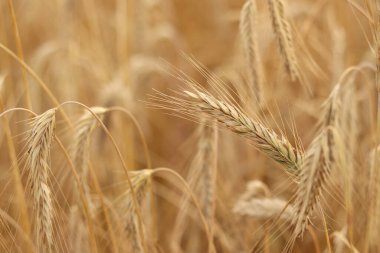 Çavdar kulağı yakın plan. Tarım kavramı. Seçici odaklı çavdar viskisi. Hasat konsepti. Tarım ürünleri tarlası. Çavdar kulağı yakın plan. Doğal arkaplan