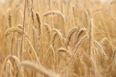 Çavdar kulağı yakın plan. Tarım kavramı. Seçici odaklı çavdar viskisi. Hasat konsepti. Tarım ürünleri tarlası. Çavdar kulağı yakın plan. Doğal arkaplan