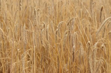 Çavdar kulağı yakın plan. Tarım kavramı. Seçici odaklı çavdar viskisi. Hasat konsepti. Tarım ürünleri tarlası. Çavdar kulağı yakın plan. Doğal arkaplan