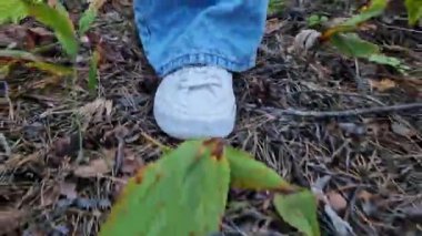 Beyaz spor ayakkabılarla ormanın zemininden yürüyen kadın bacakları. Doğada yaz yürüyüşü. Parkta yürüyen biri. Ön manzara. Akşam yürüyüşü