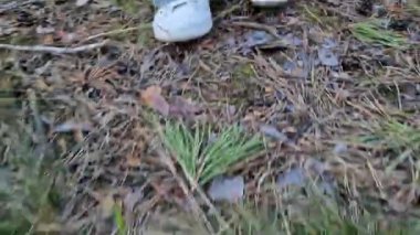 Beyaz spor ayakkabılarla ormanın zemininden yürüyen kadın bacakları. Doğada yaz yürüyüşü. Parkta yürüyen biri. Ön manzara. Akşam yürüyüşü