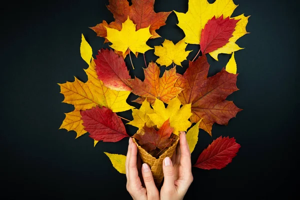 Kreatywna Jesienna Kompozycja Kobiecymi Rękami Jesiennymi Kolorowymi Liśćmi Czarnym Tle — Zdjęcie stockowe