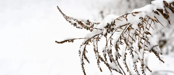 Dry bush covered with snow. Winter background. Banner. Copy space. Close-up. Selective focus.