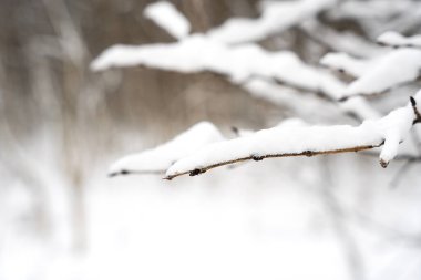 Kar, ağaç dalını kapladı. Kış manzarası. Pankart. Uzayı kopyala Seçici odak.
