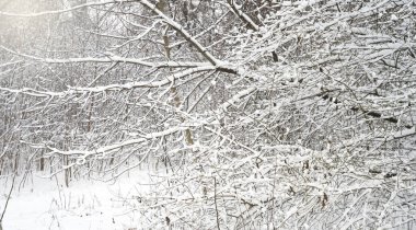 Winter landscape. Trees in the snow. Sunny winter day. Selective focus.