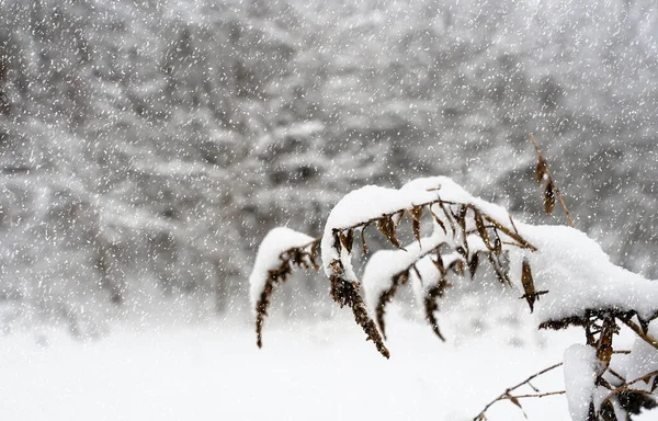 Winter landscape. Dry bush covered with snow. Blizzard. Banner. Copy space. Selective focus.