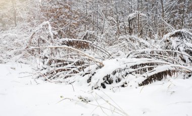 Winter landscape in the forest. Trees and grass in the snow. Selective focus.