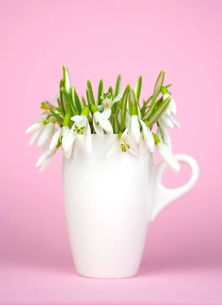 Minimalist spring composition with snowdrops in white cup on a pink background. Mother\'s Day, Valentine\'s and Women\'s Day concept . Close-up. Copy space. Selective focus.