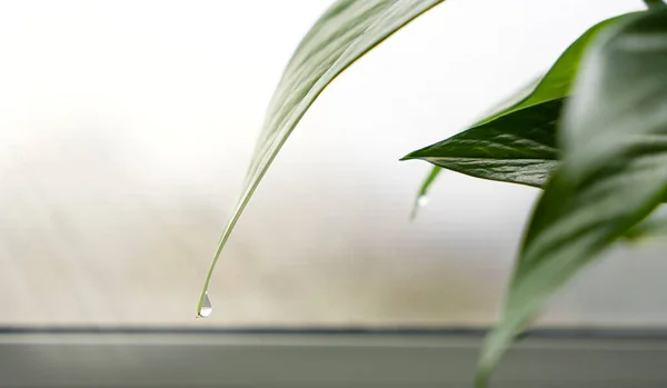 Ein Tropfen Wasser Auf Einem Grünen Blatt Einer Zimmerpflanze Das — Stockfoto