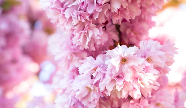 Branches Sakura Fleurs Par Une Journée Ensoleillée Printemps Fond Naturel — Photo