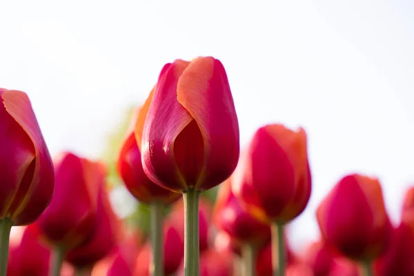 Pole Pięknych Czerwonych Tulipanów Naturalne Tło Wiosną Skupienie Selektywne — Zdjęcie stockowe