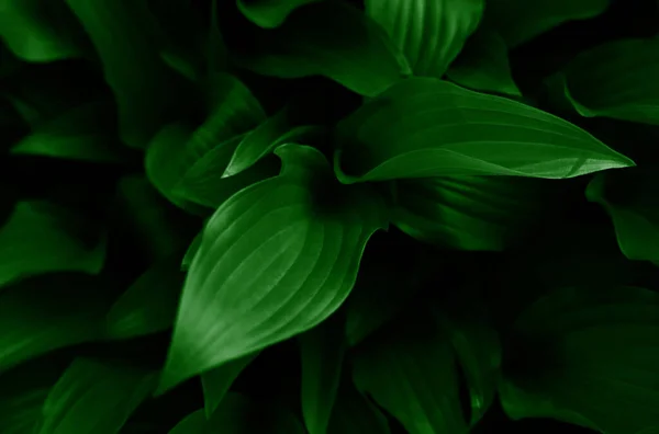 Natürlicher Hintergrund Der Grünen Blätter Naturtapete Banner Nahaufnahme Selektiver Fokus — Stockfoto