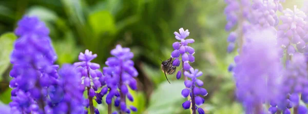 蜂は美しい青いムスカリの花の上に座っています バナーだ 接近中だ 選択的焦点 — ストック写真