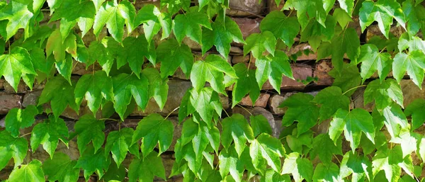 Plante Grimpante Verte Sur Mur Pierre Par Une Journée Ensoleillée — Photo