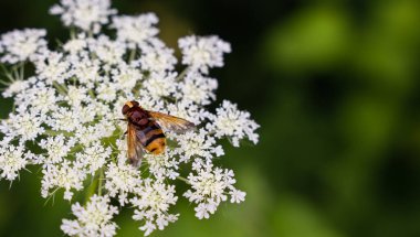 Beyaz çiçekte bulanık yeşil arkaplanı olan bir muskomorfa. Yakın plan. Uzayı kopyala Seçici odak.