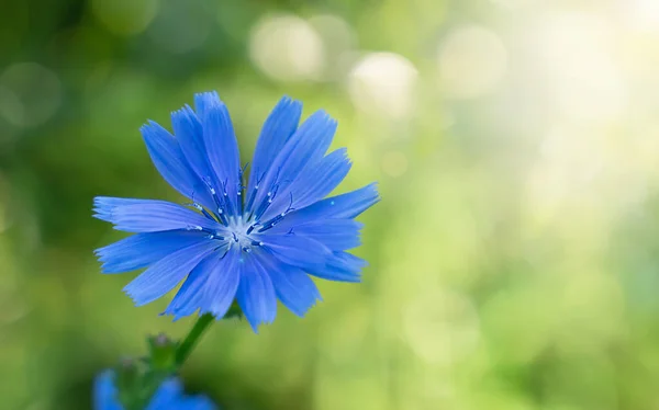 Único Flor Azul Com Fundo Verde Borrado Com Belo Bokeh — Fotografia de Stock