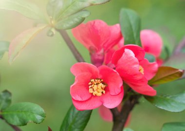 Chaenomeles japonica 'nın güzel kırmızı çiçeği. Yakın plan. Seçici odak.