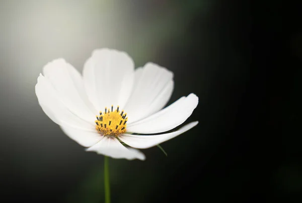White Cosmos Flower in the sun\'s rays on a dark green background. Natural wallpaper. Close-up. Selective focus.