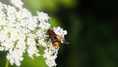 Beyaz çiçekte Muscomorpha. Yakın plan. Uzayı kopyala Seçici odak.