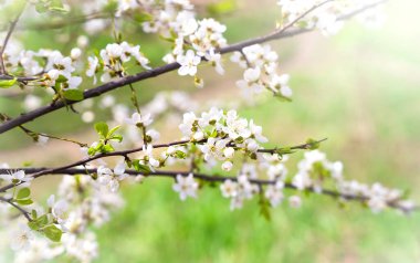 Kiraz çiçeği dalları. Bahar geldi. Güneşli bir gün. Seçici odak.