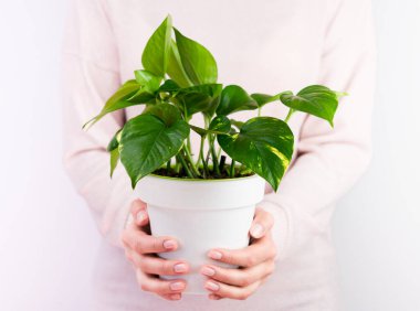 Kadının elinde Epipremnum Aureum var. Kapalı alandaki bitkilerle ilgilenmek. Yakın plan..