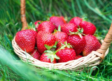 Çimenlerdeki hasır sepette taze toplanmış çilekler. Yakın plan. Seçici odak.