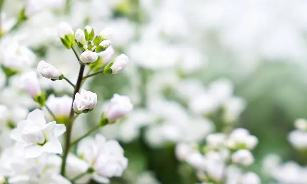 Arabis Alpina Blanco Plena Floración Lecho Flores Del Jardín Papel Imágenes de stock libres de derechos