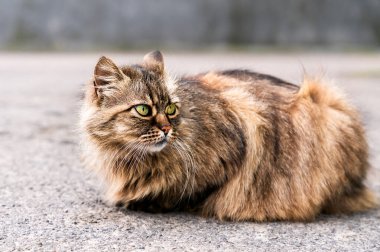 Yeşil gözlü pofuduk bir kedi portresi. Yakın plan. Seçici odak.