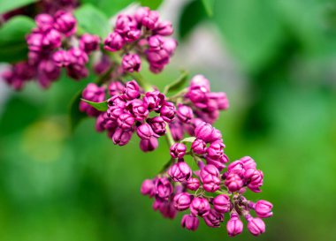 Çiçek açan leylak dalı. Doğal arka plan. Yakın plan. Seçici odak.