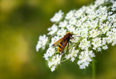 Beyaz çiçekteki arı. Yakın plan. Uzayı kopyala Seçici odak.