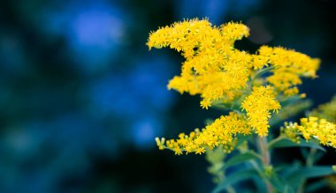 Soyut çiçek aranjmanı. Yakın plan. Seçici odak.