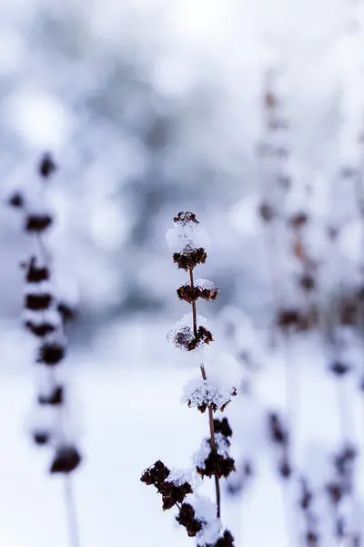 Karla kaplı kuru bir ot dalı. Kış dönemi. Yakın plan. Seçici odak.