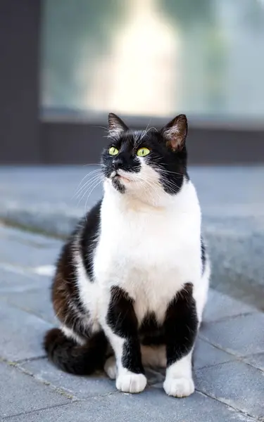 Yumuşak siyah ve beyaz kedi kaldırımda oturur. Yakın plan. Seçici odak.
