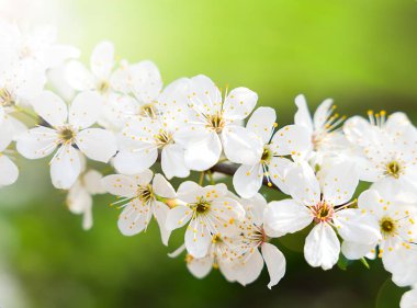 Güneşin ışınlarında çiçek açan bir kiraz dalı. Yakın plan. Seçici odak.