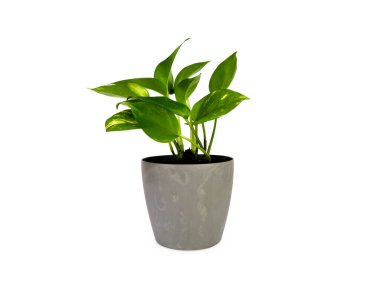Beyaz arka planda izole edilmiş gri bir saksıda bulunan ev bitkisi (Epipremnum aureum). Kapalı alandaki bitkilerle ilgilenmek.