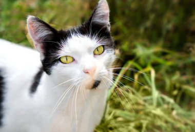 Siyah beyaz bir kedinin portresi. Yakın plan. Seçici odak.