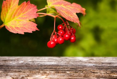 Sonbahar arkaplanı. Bir viburnum filizi ve ahşap arka plan. Mesaj için yer. Seçici odak.